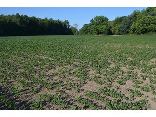 Property photo 55 - 64 Acre Farm Offered in 4 Tracts or in Combinations - Real Estate Auction